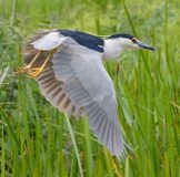 black-crowned-night-heron