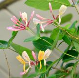honeysuckle