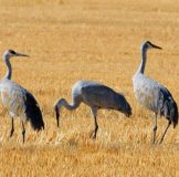 Sandhill-Crane